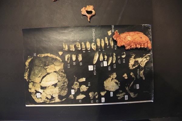 Addis Ababa, in the Ethnological Museum, illustration of Luci, Lucy refers to the partial skeleton of an individual of the species Australopithecus afarensis, Ethiopia, discovered in the Afar Triangle in 1974 and interpreted as female, Africa