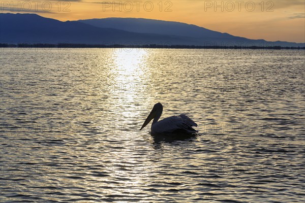 Single Dalmatian Pelican (Pelecanus crispus) swimming in Lake Kerkini, Lake Kerkini, morning mood, silhouette, Central Macedonia, Greece, Europe