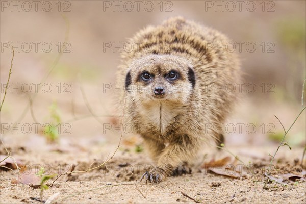 Meerkat (Suricata suricatta) walking on the ground, Bavaria, Germany, Europe