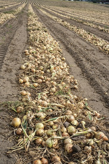 Harvested yellow onions in rows for drying in the field on Ingelstorp, Ystad Municipality, Skåne County, Sweden, Scandinavia, Europe