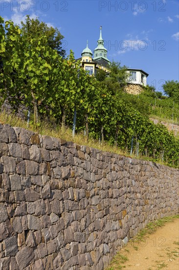 Weingut am Goldenen Wagen. The Spitzhaus is a former summer residence in the Saxon town of Radebeul. The building, which can be seen from afar, is located on the edge of the slope of the Elbe valley basin above Hoflößnitz in the Oberlößnitz district. Even after its renovation and reopening in 1997, the heritage-protected (1) landmark of Radebeul at Spitzhausstraße 36 still serves as an excursion restaurant with a sweeping view over the Elbe valley and as far as Dresden, vineyards in Radebeul, Radebeul, Saxony, Germany, Europe