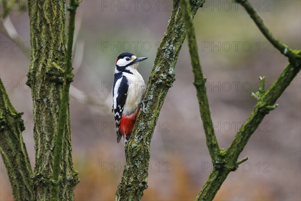 Great spotted woodpecker (Dendrocopos major), Germany, Europe