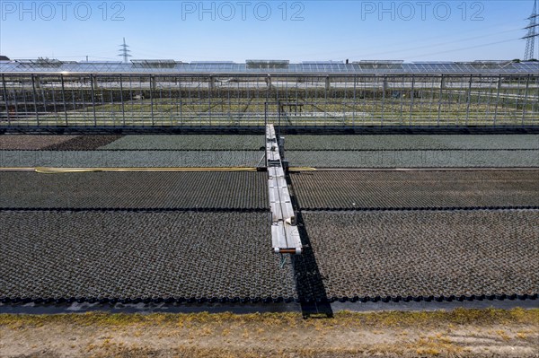 Horticultural business, irrigation with a sprinkler system, mobile on wheels in the open air, various types of potted plants grow here to be sold in flower shops, supermarkets, DIY stores, garden centres, North Rhine-Westphalia, Germany, Europe