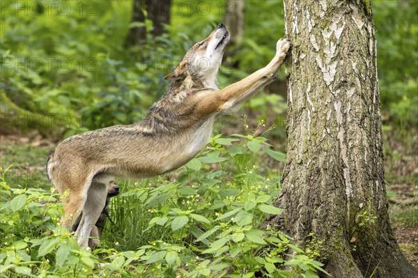 A wolf scratches on a tree trunk in the forest, surrounded by green plants, European grey gray wolf (Canis lupus) puppies, Germany, Europe