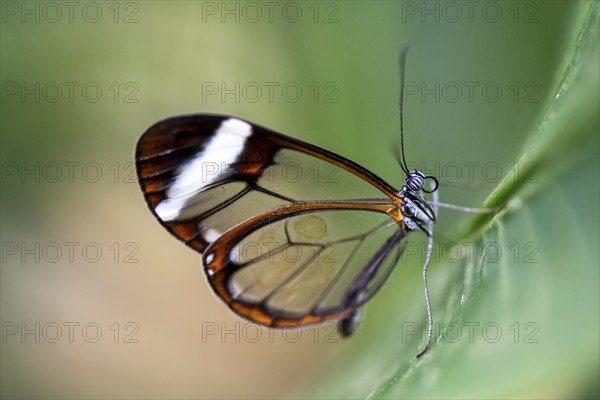 Glasswing butterfly (Greta oto), butterfly with transparent wings sitting on a leaf, Alajuela province, Costa Rica, Central America