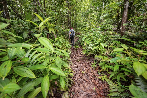 Young man on a hiking trail in the rainforest, tourist hiking in the tropical rainforest through dense vegetation, Corcovado National Park, Osa Peninsula, Puntarena Province, Costa Rica, Central America