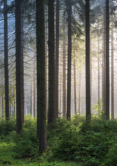 Spruce forest with natural regeneration, sun shining through morning fog, Thuringian Forest, Thuringia, Germany, Europe