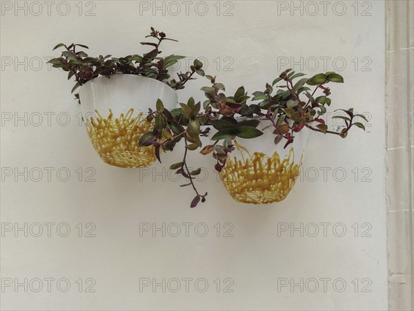 Two ceramic pots with green plants as decoration on a house facade, Martina Franca, Apulia, southern Italy, Italy, Europe