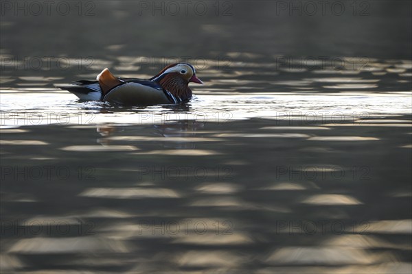 Mandarin duck (Aix galericulata), male in splendour, in the water, Heiligenhaus, North Rhine-Westphalia, Germany, Europe