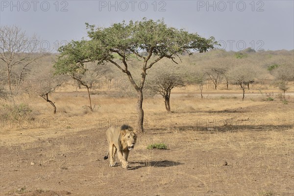 Asiatic Lion (Panthera leo persica), male, Gir Interpretation Zone, Gir Forest National Park, Gir Sanctuary, Gujarat, India, Asia