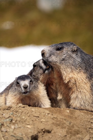 Alpine Marmot (Marmota marmota) with youngs, Grossglockner, national park Upper Tauern, Austria, alps, Europe