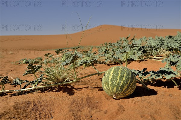 Desert melon in front of a dune, Bayuda Desert, asch-Schamaliyya, Sudan, Africa