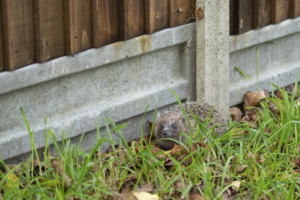 European hedgehog (Erinaceus europaeus) adult next to a concrete based wooden garden fence, Suffolk, England, United Kingdom, Europe