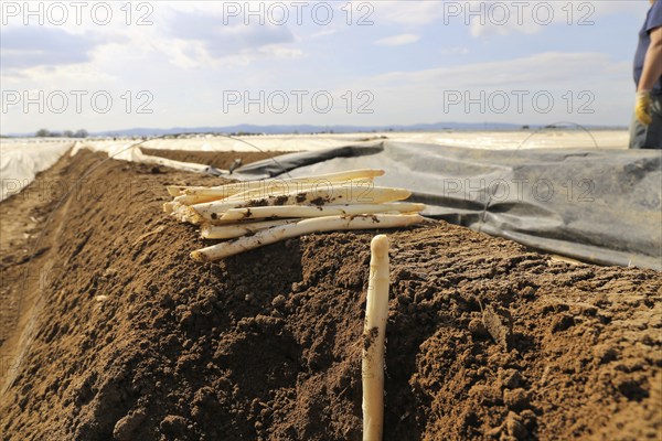 Agriculture asparagus harvest in a field near Mutterstadt, Rhineland-Palatinate