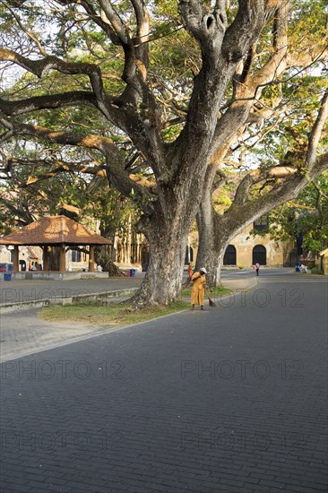 Man sweeping leaves in historic fort area of the town of Galle, Sri Lanka, Asia