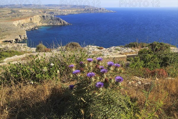 Coastal scenery of cliffs and blue sea looking south from Res il-Qammieh, Marfa Peninsula, Republic of Malta