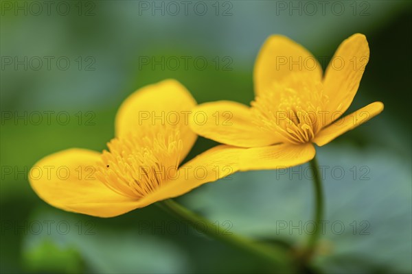 Marsh marigold (Caltha palustris), Ranunculaceae, spring, Lippachtal, Mühlheim, Upper Danube Nature Park, Baden-Württemberg, Germany, Europe