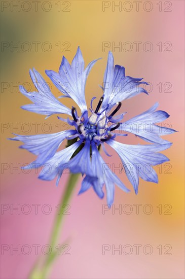 Cornflower (Centaurea cyanus), flower, North Rhine-Westphalia, Germany, Europe