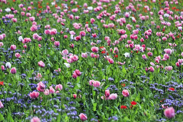 Opium poppy (Papaver somniferum), cultivation of edible poppy, poppy field, pink flowers and seed capsules, Germerode, Meißner, Geo-nature park Park Frau-Holle-Land, Hesse, Germany, Europe