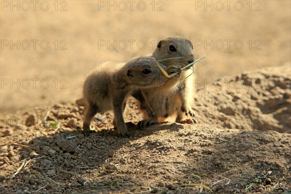 Black-tailed prairie dog (Cynomys ludovicianus), two young animals eating, siblings, North America