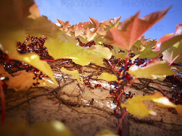 Wild Vine (Parthenocissus quinquefolia) on a house wall, autumn atmosphere, Munich, Bavaria, Germany, Europe