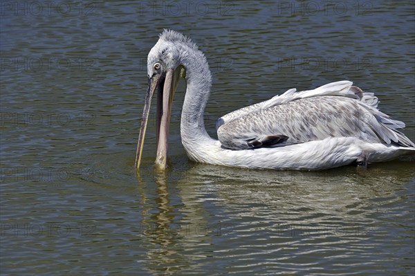 Portrait of Pink-backed Pelican (Pelecanus rufescens) drinking from lake, native to Africa