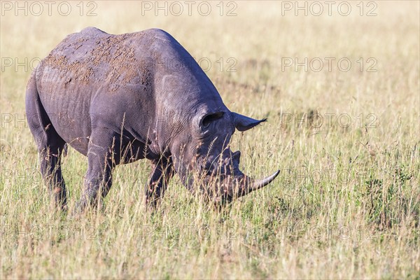 Black rhinoceros grazing grass on the savanna a hot day in the sun, Maasai Mara National Reserve, Kenya, Africa