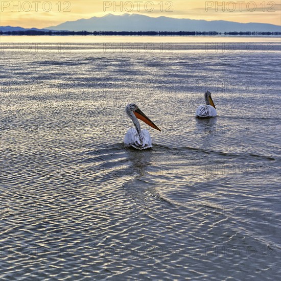 Two Dalmatian pelicans (Pelecanus crispus) swimming in Lake Kerkini, Lake Kerkini, sunrise, Central Macedonia, Greece, Europe