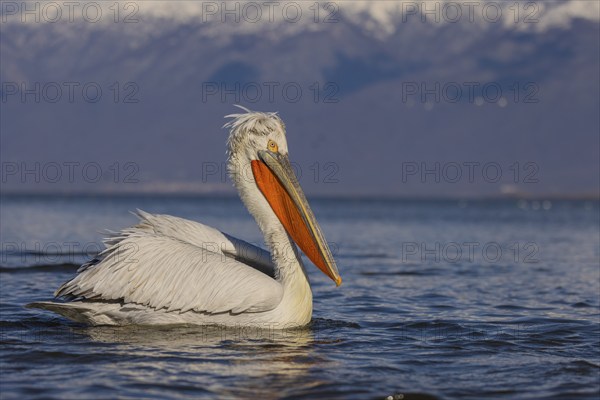 Dalmatian Pelican (Pelecanus crispus), swimming, orange throat pouch, Lake Kerkini, Greece, Europe