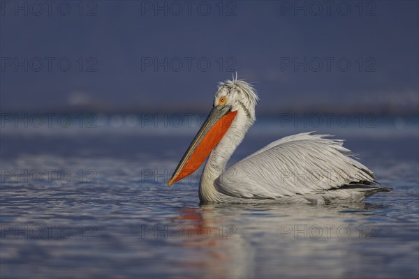 Dalmatian Pelican (Pelecanus crispus), swimming, orange throat pouch, Lake Kerkini, Greece, Europe