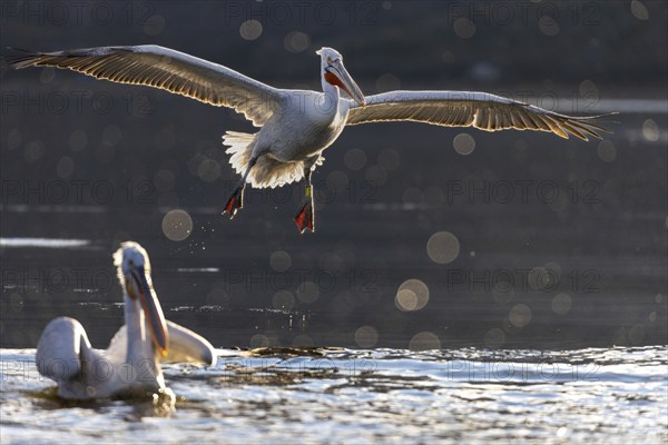 Dalmatian pelican (Pelecanus crispus), flying against the light, in splendid plumage, Lake Kerkini, Greece, Europe