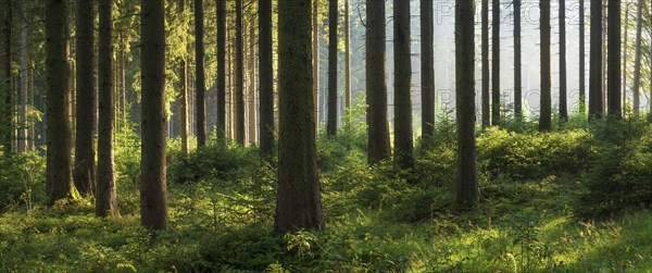 Panorama, spruce forest with natural regeneration, sun shining through morning fog, Thuringian Forest, Thuringia, Germany, Europe