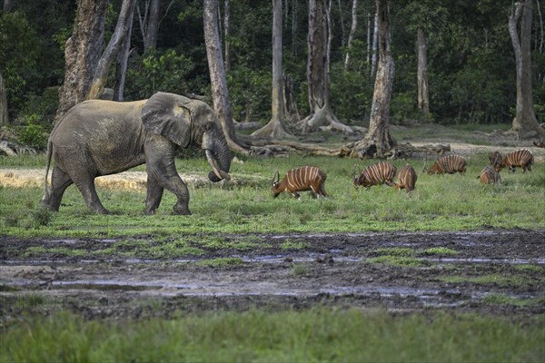 Forest elephant (Loxodonta cyclotis) and bongo antelope (Tragelaphus eurycerus) in the Dzanga Bai forest clearing, Dzanga-Ndoki National Park, Unesco World Heritage Site, Dzanga-Sangha Complex of Protected Areas (DSPAC), Sangha-Mbaéré Prefecture, Central African Republic, Africa