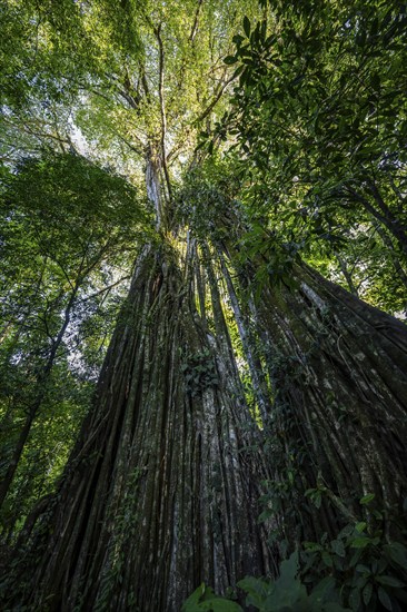 Hanging roots of a giant strangler fig (Ficus americana), looking upwards, in the rainforest, Corcovado National Park, Osa, Puntarena Province, Costa Rica, Central America