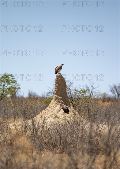 White-backed vulture (Gyps africanus) sitting on a termite mound, Etosha National Park, Namibia, Africa