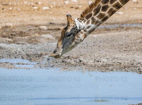 Angolan giraffe (Giraffa giraffa angolensis) drinking, with upturned lip, funny, animal portrait, Etosha National Park, Namibia, Africa