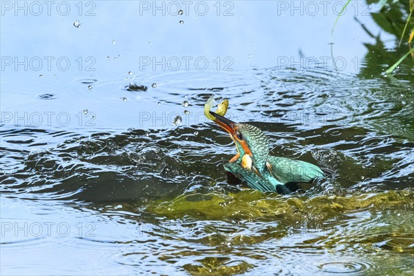 Common kingfisher (Alcedo atthis) flying out of the water after hunting fish, wildife, Catalonia, Spain, Europe