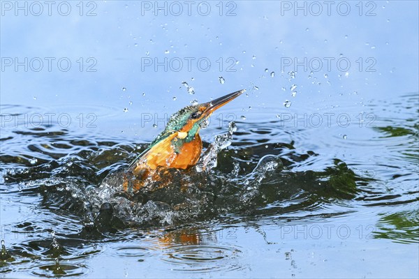 Common kingfisher (Alcedo atthis) flying out of the water after hunting fish, wildife, Catalonia, Spain, Europe