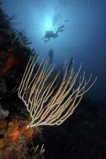 Diver hovering over a coral reef with white gorgonian (Eunicella singularis) in deep water. Dive site Giens Peninsula, Provence Alpes Côte d'Azur, France, Europe