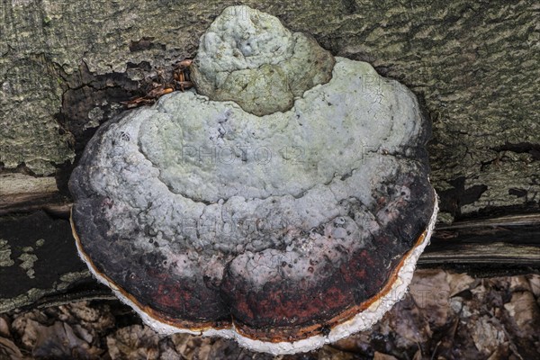 Beeswax Bracket (Ganoderma pfeifferi) with guttation drops, Emsland, Lower Saxony, Germany, Europe