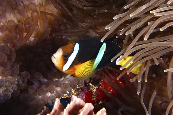 A colourful Clark's anemonefish (Amphiprion clarkii) swimming in a sea anemone, dive site Toyapakeh, Nusa Ceningan, Nusa Penida, Bali, Indonesia, Asia