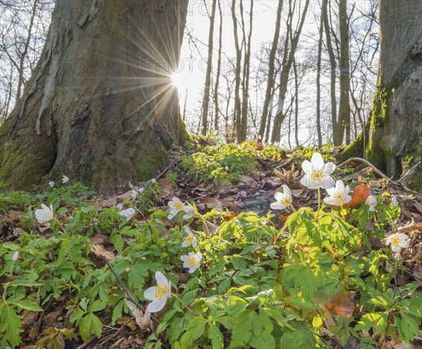 Rays of sunlight falling through the trees, wood anemone (Anemonoides nemorosa) (syn.: Anemone nemorosa) blooming white between autumn leaves from the previous year in the forest, trees covered with moss, common beeches (Fagus sylvatica), spring flowers, forest floor in sunlight, backlight, sun with ray effect, mixed forest at the Rote Schleuse, Lüneburg, Lower Saxony, Germany, Europe