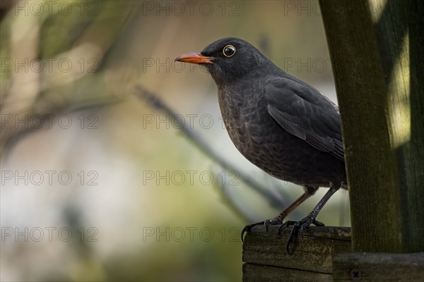 A male blackbird (Turdus merula) sitting on a wooden fence with a blurred green background, Neunkirchen, Lower Austria, Austria, Europe