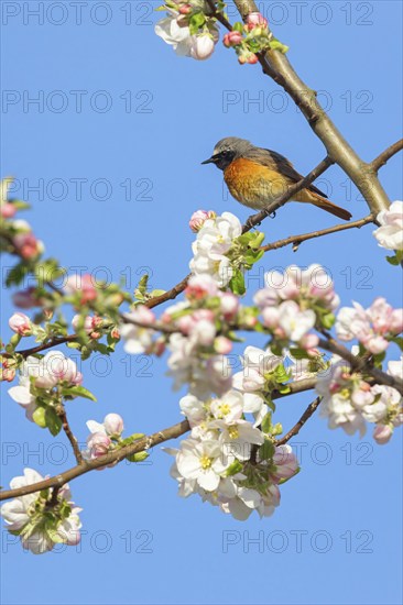 Redstart, (Phoenicurus phoenicurus), Hamm am Rhein, Worms district, Rhineland-Palatinate, Germany, Europe