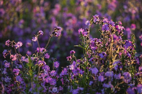 Red campion (Silene diocia) backlit, carnation family (Caryophyllaceae), Messkirch, Upper Danube nature park Park, Baden-Württemberg, Germany, Europe