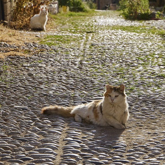 Brown cat lying on cobblestones in sunlight, white cat in background, street with green grass, cats, Rhodes old town, Rhodes city, Rhodes, Dodecanese, Greek Islands, Greece, Europe