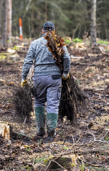 Reforestation in the Arnsberg forest near Rüthen-Nettelstädt, district of Soest, forestry workers distribute young oak trees, 2 years old, to previously drilled holes to plant them, on the site of a spruce forest that had died due to heavy bark beetle infestation and was felled, North Rhine-Westphalia, Germany, Europe