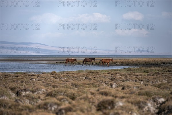 Three horses running through the water at Song Kul mountain lake, Naryn region, Kyrgyzstan, Asia