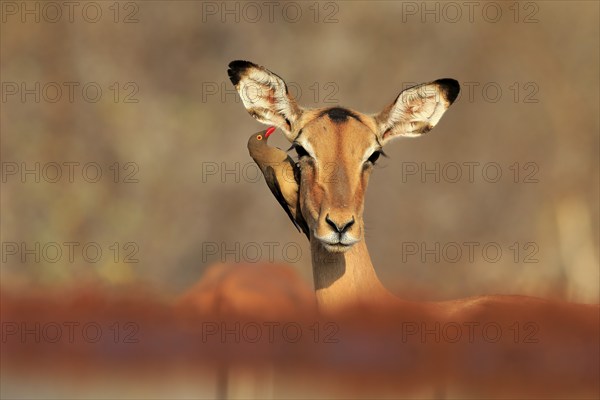 Black heeler antelope (Aepyceros melampus), adult, female, portrait, with red-billed oxpecker (Buphagus erythrorhynchus), symbiosis, Kruger National Park, Kruger National Park, Kruger National Park South Africa