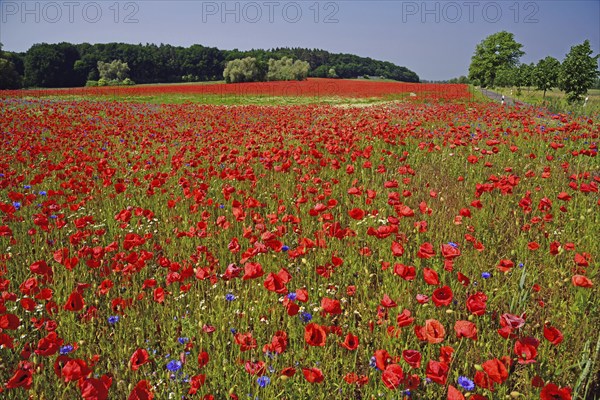 Europe, Germany, Mecklenburg-Western Pomerania, Poppy field near Göhren-Lebbin, Göhren-Lebbin, Mecklenburg-Western Pomerania, Germany, Europe